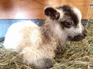 Fern Bridge Farm Penny - Born in May 2022 on our farm in Vermont