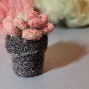 Needle Felting Kit - Succulent