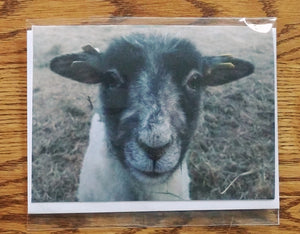 Sheep Photo Greeting Cards - Assorted Box of 6 Cards