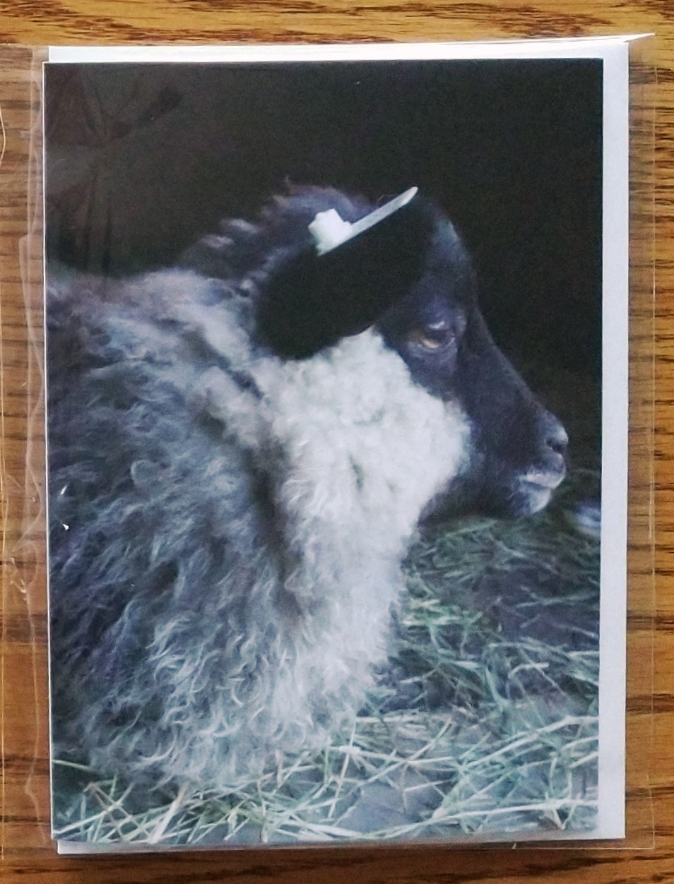 Sheep Photo Greeting Cards - Individual