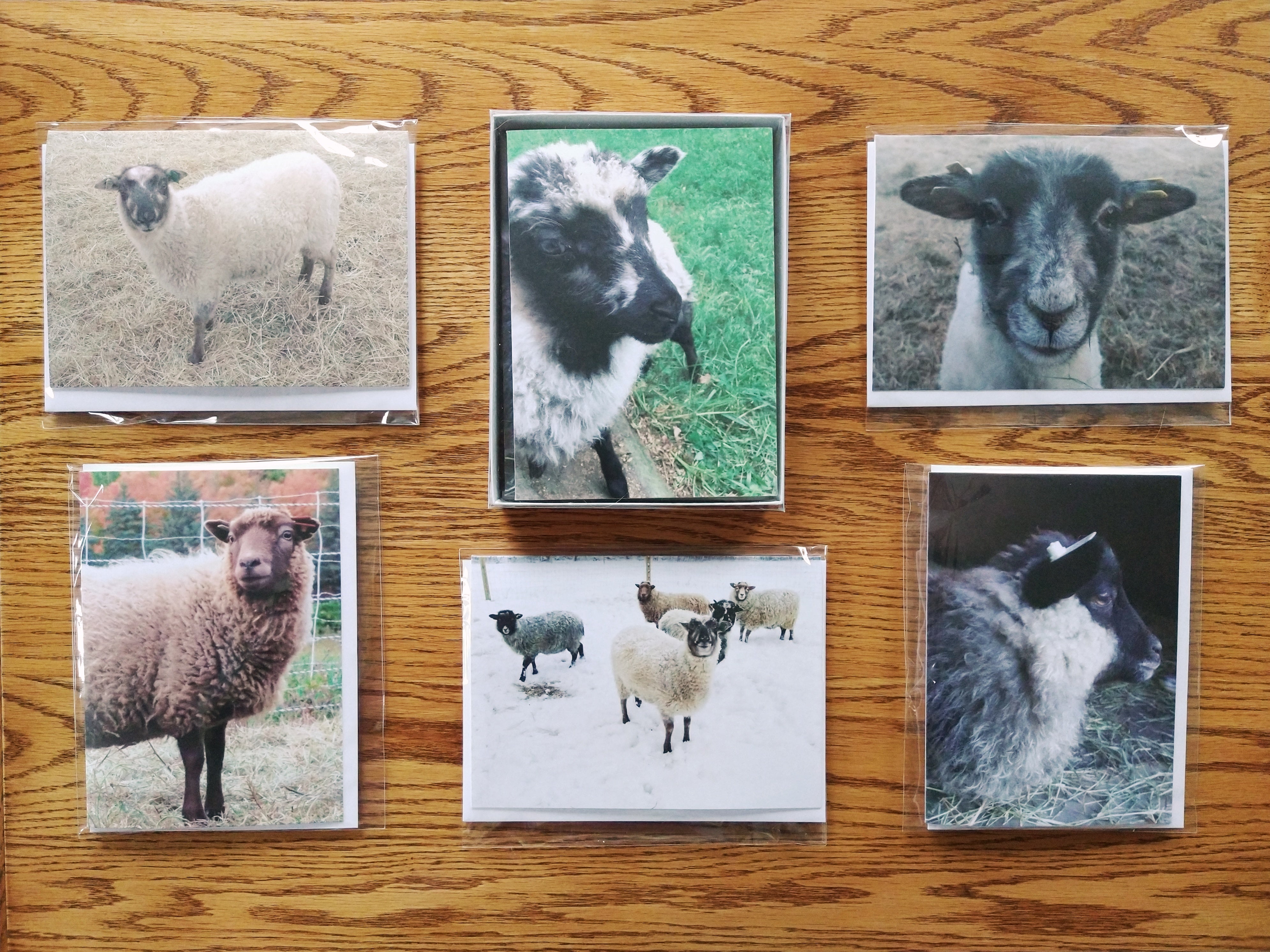 Sheep Photo Greeting Cards - Assorted Box of 6 Cards
