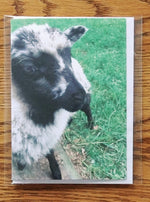 Load image into Gallery viewer, Sheep Photo Greeting Cards - Individual
