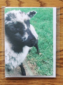 Sheep Photo Greeting Cards - Individual