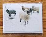 Load image into Gallery viewer, Sheep Photo Greeting Cards - Individual
