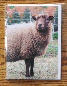 Sheep Photo Greeting Cards - Individual