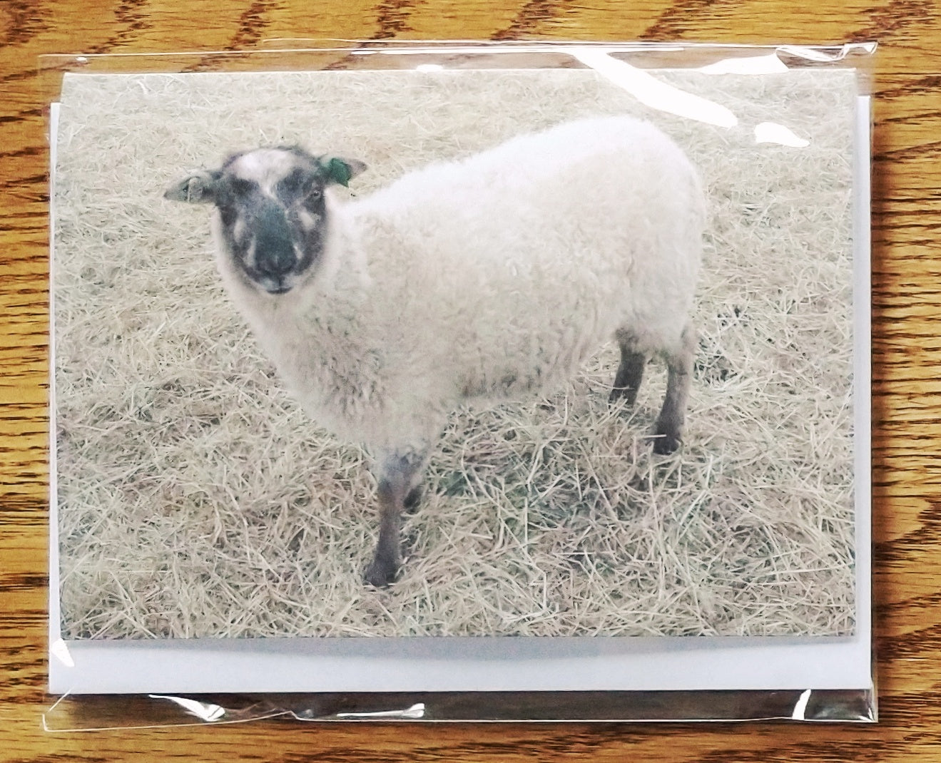 Sheep Photo Greeting Cards - Individual