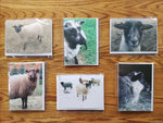 Load image into Gallery viewer, Sheep Photo Greeting Cards - Individual
